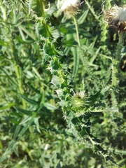 Carduus acanthoides