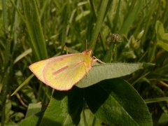 Colias dimera