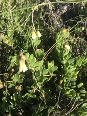Roepera maritima