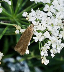 Acompsia cinerella
