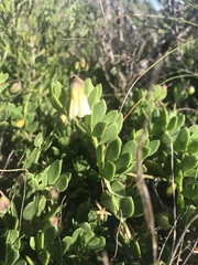 Roepera maritima