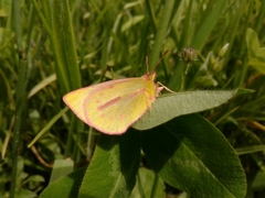 Colias dimera