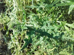 Carduus acanthoides