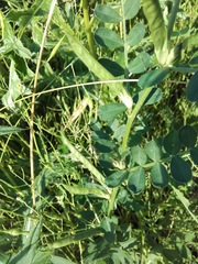 Vicia sativa