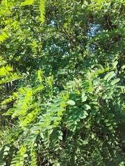 Robinia pseudoacacia