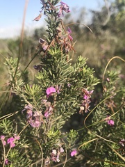 Indigofera sulcata