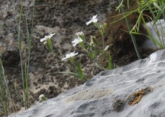 Silene linnaeana