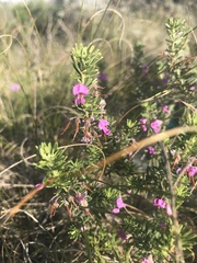 Indigofera sulcata
