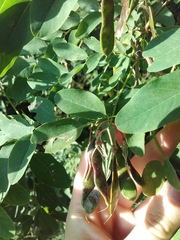 Robinia pseudoacacia