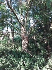 Robinia pseudoacacia