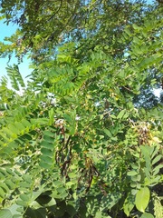 Robinia pseudoacacia