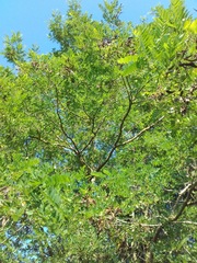 Robinia pseudoacacia