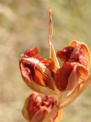 Gladiolus dubius