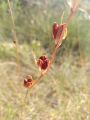 Gladiolus dubius