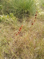 Gladiolus dubius