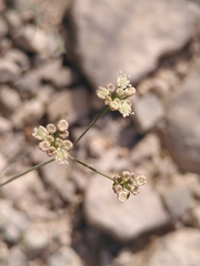 Seseli longifolium