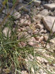 Seseli longifolium