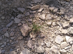 Seseli longifolium