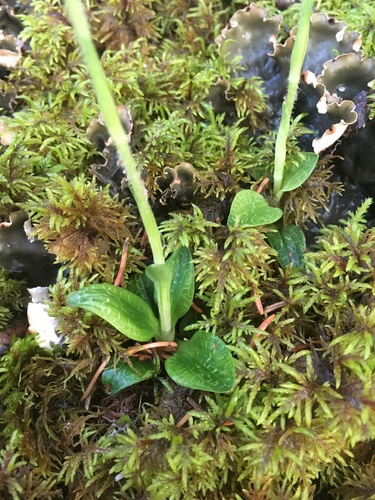 lesser rattlesnake plantain