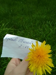 Taraxacum officinale