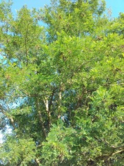 Robinia pseudoacacia