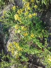 Hypericum perforatum