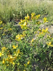 Hypericum perforatum