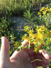 Hypericum perforatum