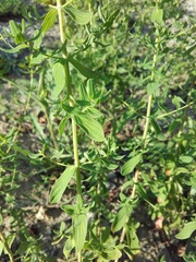 Hypericum perforatum