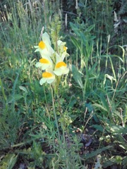 Linaria vulgaris