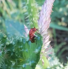 Rhagonycha fulva