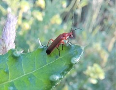 Rhagonycha fulva