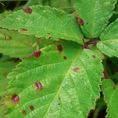 Phragmidium violaceum