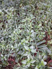 Sphagneticola trilobata