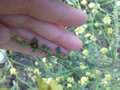 Harmonia axyridis
