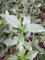 Sphagneticola trilobata