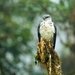 Gray-backed Hawk - Photo (c) Francesco Veronesi, some rights reserved (CC BY-NC-SA)