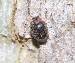 Rhyzobius lophanthae