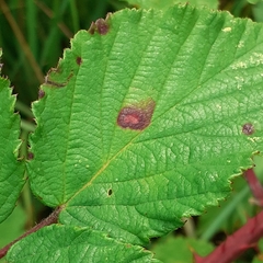 Phragmidium violaceum