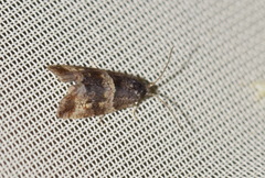 Lobesia abscisana