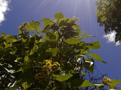 Smallanthus pyramidalis