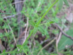 Galium murale