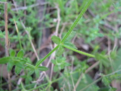 Galium murale