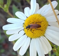 Pseudovadonia livida