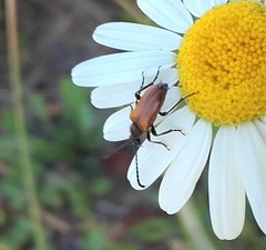 Pseudovadonia livida