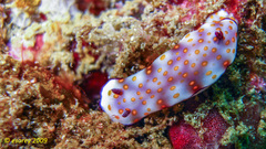 Hypselodoris pulchella