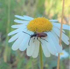 Pseudovadonia livida