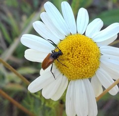 Pseudovadonia livida