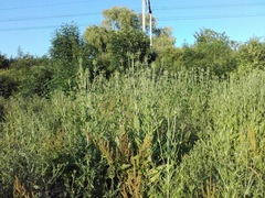 Dipsacus fullonum