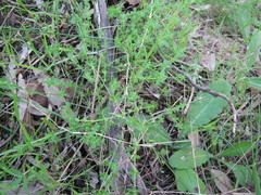 Galium murale
